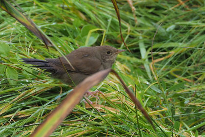 River Warbler, Baliasta-Unst, Shetland