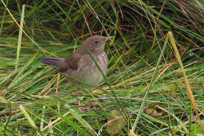 River Warbler, Baliasta-Unst, Shetland