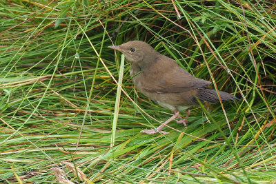 River Warbler, Baliasta-Unst, Shetland