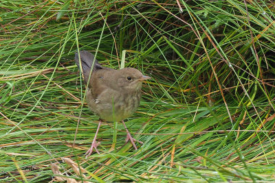 River Warbler, Baliasta-Unst, Shetland