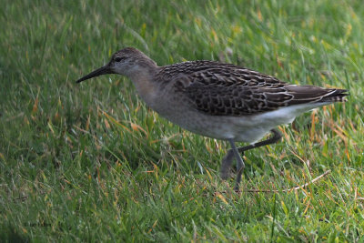 Ruff, Sandwick-Mainland, Shetland