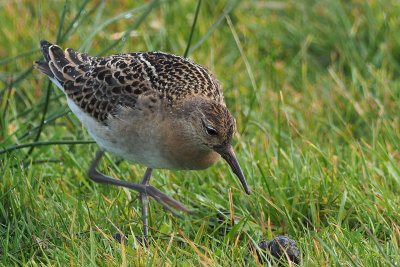 Ruff, Sandwick-Mainland, Shetland