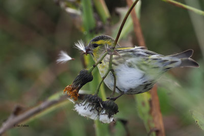 Siskin, Boddam-Mainland, Shetland