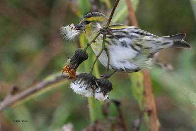 Siskin, Boddam-Mainland, Shetland