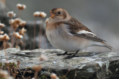 Snow Bunting, Grutness-Mainland, Shetland