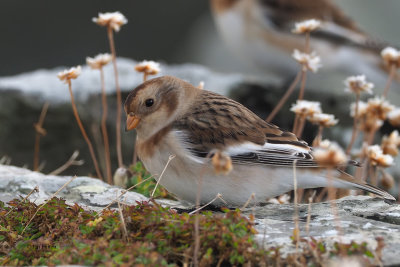 Snow Bunting, Grutness-Mainland, Shetland