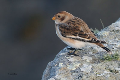 Snow Bunting, Grutness-Mainland, Shetland