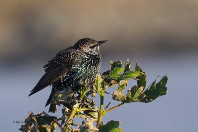 Starling, Grutness-Mainland, Shetland