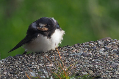 Swallow (juvenile), Quendale-Shetland