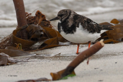 Turnstone, Pool of Virkie-Mainland, Shetland