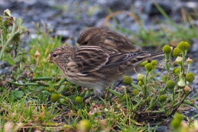 Twite, Sumburgh Farm-Mainland, Shetland