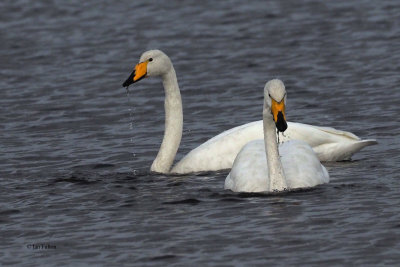 Whooper Swan, Uyeasound-Unst, Shetland
