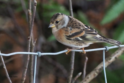 Brambling, RSPB Loch Lomond, Clyde