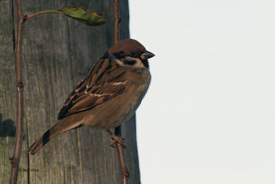 Tree Sparrow, Croftamie, Clyde