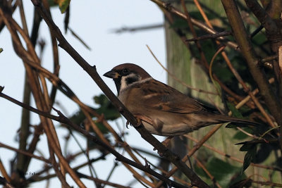 Tree Sparrow, Croftamie, Clyde