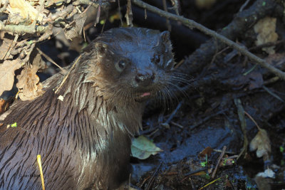 Otter, RSPB Loch Lomond