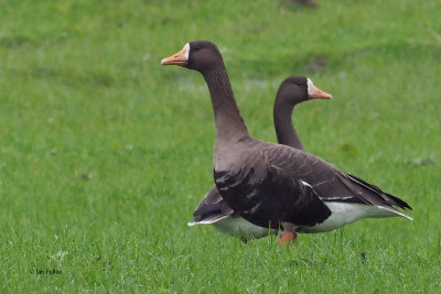 Greenland White-fronted Goose, near Croftamie, Clyde