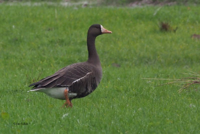 Greenland White-fronted Goose, near Croftamie, Clyde