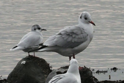 Little Gull & Black-headed Gull, Cardwell Bay-Gourock, Clyde