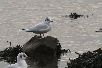 Little Gull, Cardwell Bay-Gourock, Clyde