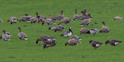 Greenland White-fronted, Barnacle and Pink-footed Geese, near Croftamie, Clyde