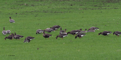 Greenland White-fronted & Pink-footed Geese, near Croftamie, Clyde