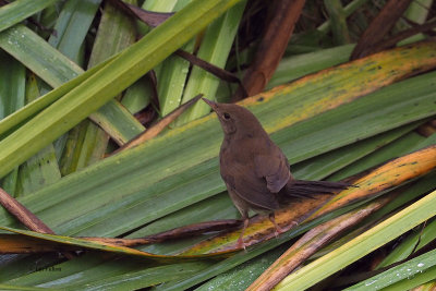River Warbler, Baliasta-Unst, Shetland