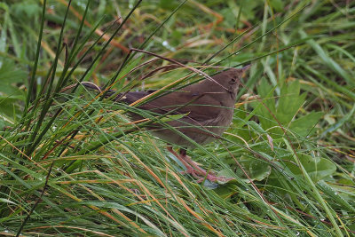 River Warbler, Baliasta-Unst, Shetland