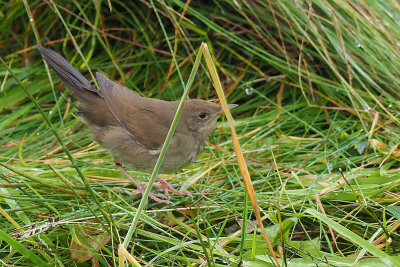 River Warbler, Baliasta-Unst, Shetland
