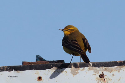 Yellow Wagtail, near Crail, Fife