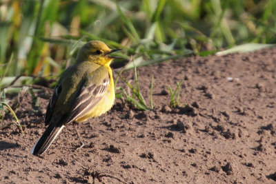 Yellow Wagtail, near Crail, Fife