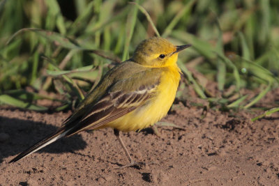 Yellow Wagtail, near Crail, Fife