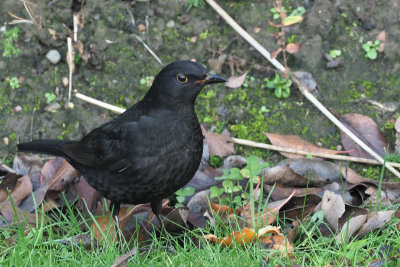 Blackbird, Baillieston, Glasgow