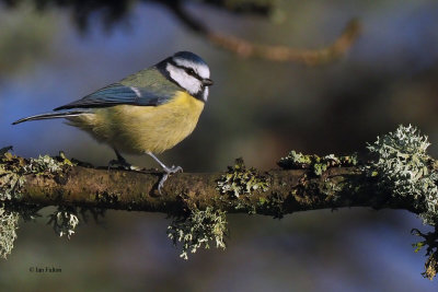 Blue Tit, Burn of Mar-Loch Lomond, Clyde