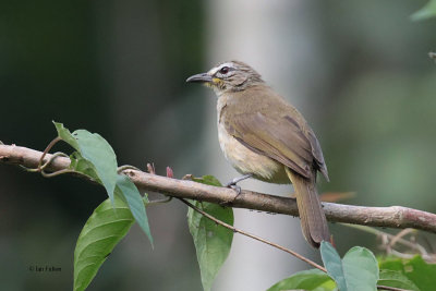 White-browed Bulbul, Kithulgala, Sri Lanka