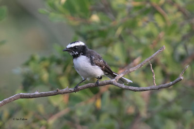 White-browed Fantail, Yala NP, Sri Lanka