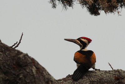 White-naped Flameback, Tissamaharama, Sri Lanka