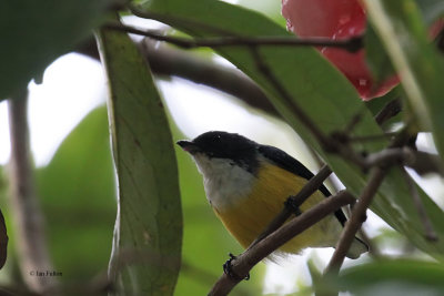 White-throated Flowerpecker. Kithulgala, Sri Lanka