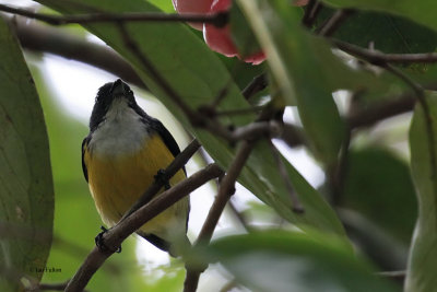 White-throated Flowerpecker. Kithulgala, Sri Lanka