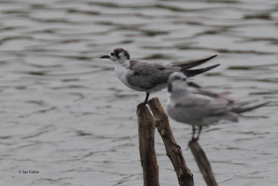 White-winged Tern, Bundala NP, Sri Lanka