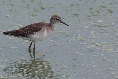 Wood Sandpiper, Uda Walawe NP, Sri Lanka