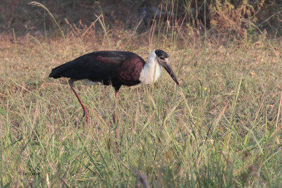 Wooly-necked Stork, Yala NP, Sri Lanka