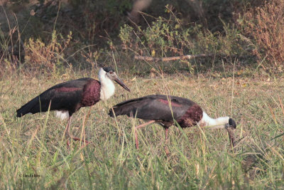 Wooly-necked Stork, Yala NP, Sri Lanka