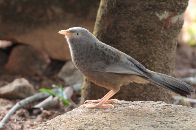 Yellow-billed Babbler, Kithulgala, Sri Lanka