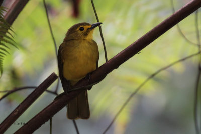 Yellow-browed Bulbul, Sinharaja NP, Sri Lanka