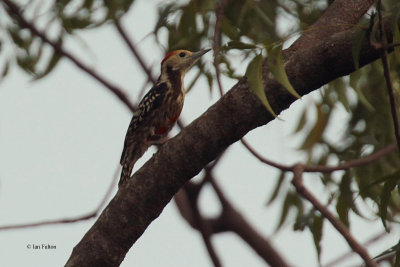 Yellow-crowned Woodpecker, Uda Walawe NP, Sri Lanka