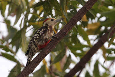 Yellow-crowned Woodpecker, Uda Walawe NP, Sri Lanka
