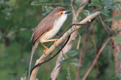 Yellow-eyed Babbler, Uda Walawe NP, Sri Lanka