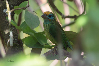 Yellow-fronted Barbet, Kithulgala, Sri Lanka