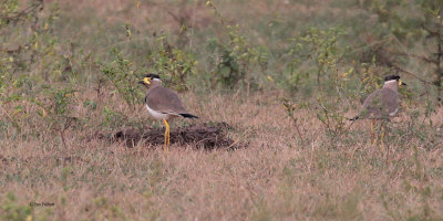Yellow-wattled Lapwing, Uda Walawe NP, Sri Lanka